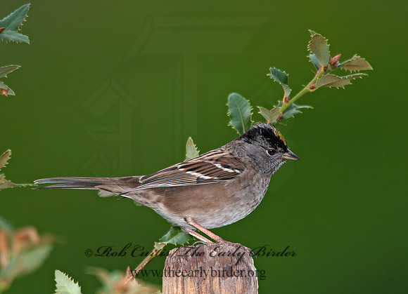 Zonotrichia atricapilla  GOLDEN-CROWNED SPARROW 8020755z