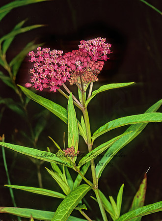 Asclepias incarnata  SWAMP MILKWEED 1110636z