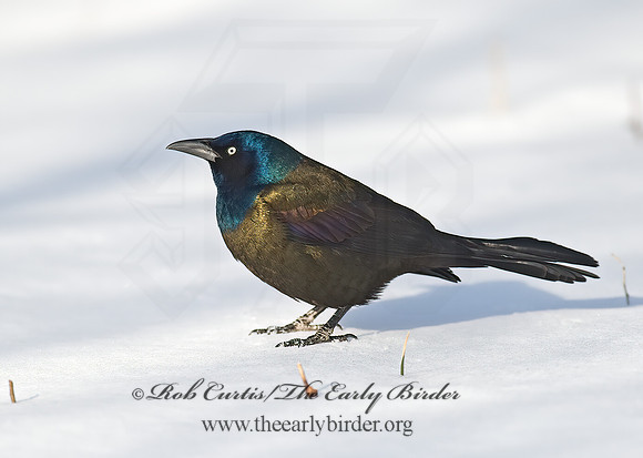 Quiscalus quiscula  COMMON GRACKLE 8001355z