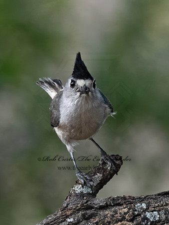 Baeolophus atricristatus  BLACK-CRESTED TITMOUSE 3032753z