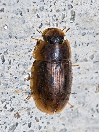 Helobata larvalis 7003108z
