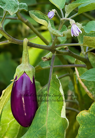 Solanum melongena  EGGPLANT 5013128z