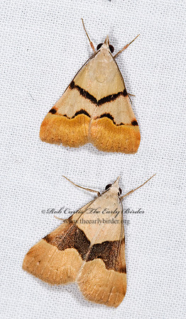 Hemeroplanis incusalis PHYTOMETRINI EREBID MOTH