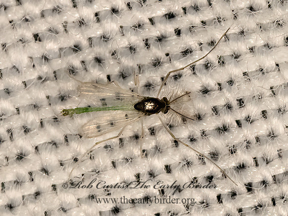 Tanytarsini BLACK & GREEN MIDGE 3041826z