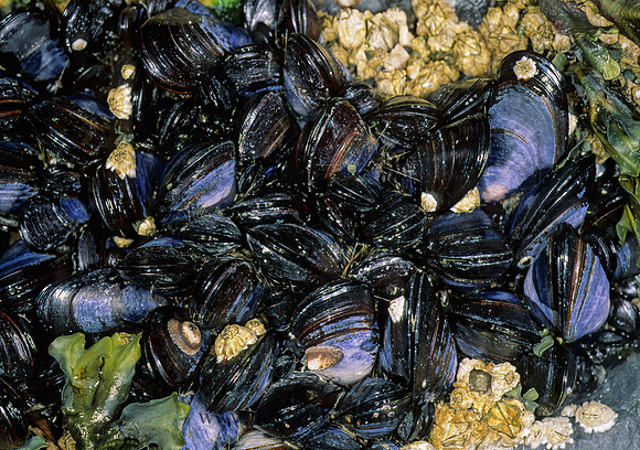Mytilus trossulus  NORTHERN BAY MUSSEL 229102z
