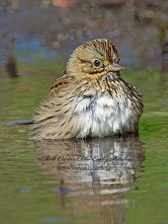 Melospiza lincolnii  LINCOLN'S SPARROW 9005629z