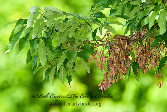 Fraxinus pennsylvanica  RED ASH 8025949z