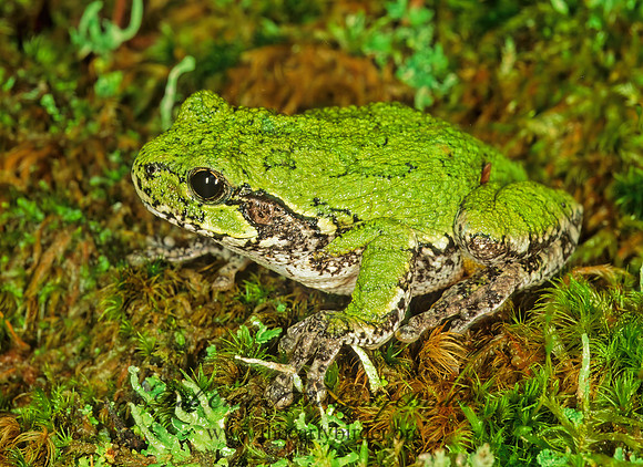 Dryphytes versicolor  GRAY TREEFROG 208223 z