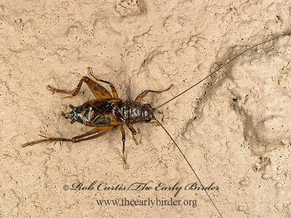 Allonemobius  ROBUST GROUND CRICKET 180408z