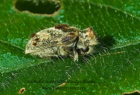Trichodesmna  DEATH WATCH BEETLE 4003067z