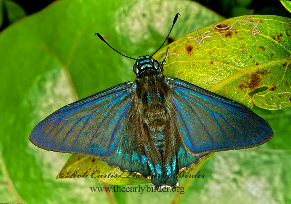 Phocides batabano  MANGROVE SKIPPER 248217z