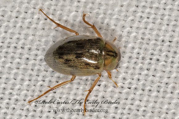Berosus  WATER SCAVENGER BEETLE 3031531z