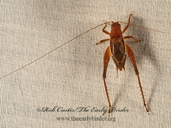 Hapithus agitator  RESTLESS BUSH CRICKET 9050109z