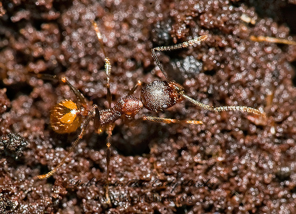 Aphaenogaster fulva~ 8016927z