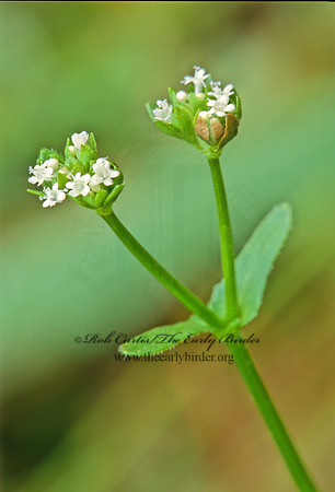 Valerianella woodsiana WOOD'S CORN SALAD 187837z