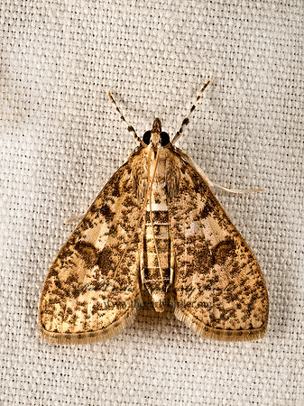 Palpita magniferalis  SPLENDID PALPITA 9048391z