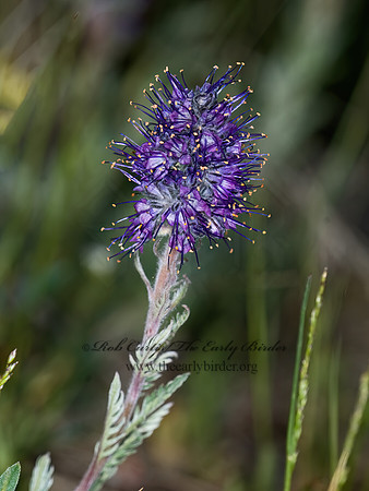 Phacelia seicea  PURPLE FRINGE 7010361 Phacelia seiceaz