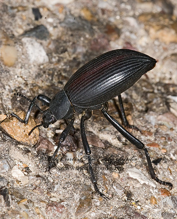 Eleodes hispilabris  AMPHIDORINI DARKLING BEETLE 6024231z