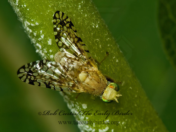 Euaresta aequalis FRUIT FLY 5000752z