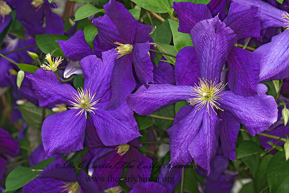 Clematis  CLEMATIS 6007938 Clematisz