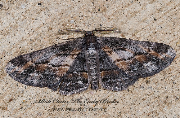 Stenoporpia glaucomarginaria BOARMIINI GEOMETER 6027698z