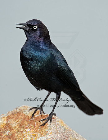 Euphagus cyanocephalus  BREWER'S BLACKBIRD 8020057z