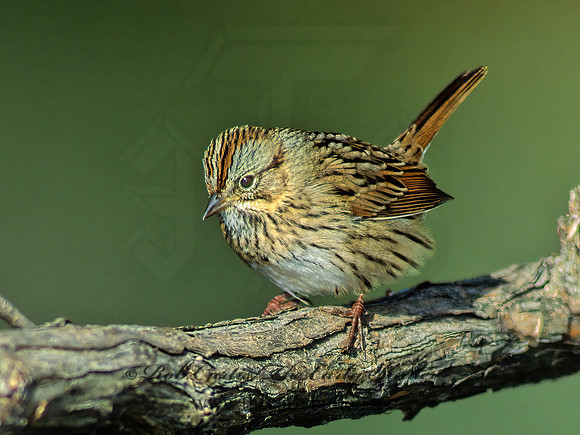 Melospiza lincolnii  LINCOLN'S SPARROW 61039z