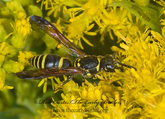 Ancistrocerus adiabatus 7015128z