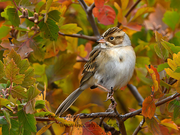 Spizella pallida  CLAY-COLORED SPARROW 1307410z
