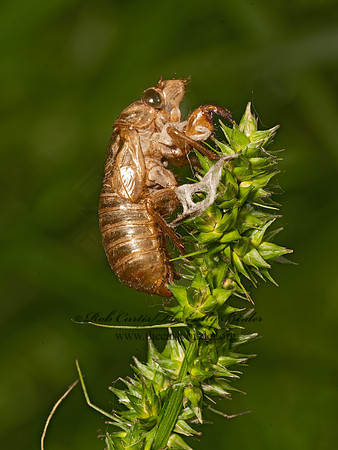 Magicicada cassinii CASSINI'S 17-YEAR CICADA 3043670z