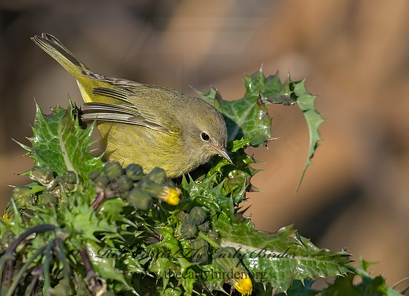 Leiothlypis celata  ORANGE-CROWNED WARBLER 7013624z