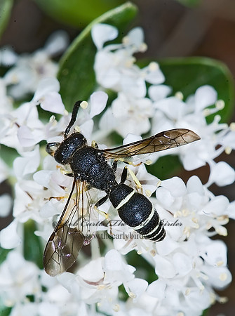 Ancistrocerus adiabatus 7010293~z