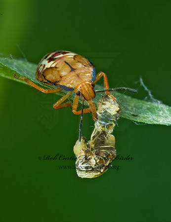 Podisus maculiventris 5009757z