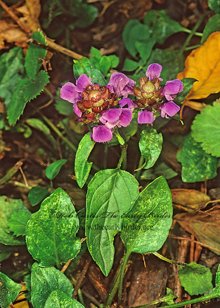 Prunella vulgaris  SELF-HEAL 157410z