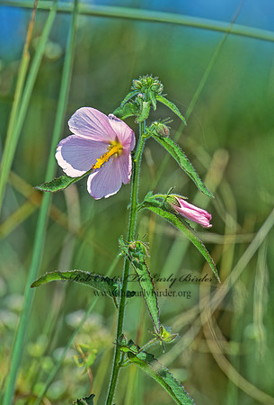 Kosteletzkya virginica  SALTMARSH MALLOW 251009z