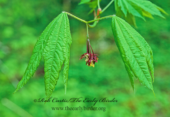 Acer circinatum  VINE MAPLE 149325z