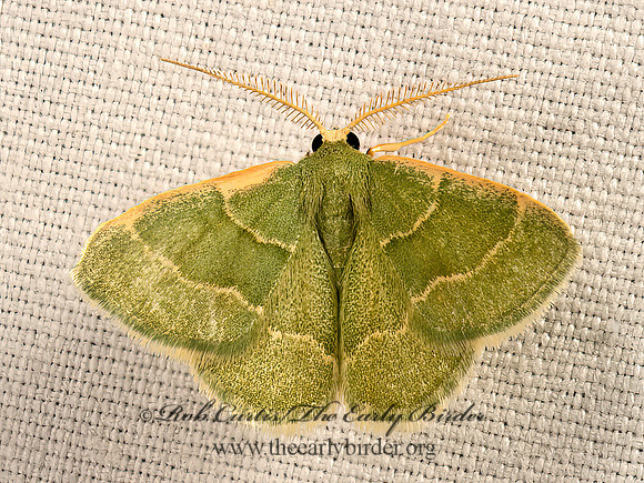 Chlorochlamys phyllinaria  THIN-LINED CHLOROCHLAMYS MOTH 9048411z