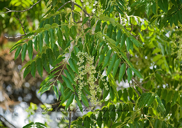 Cedrela sinensis  MOON TREE 8015584z