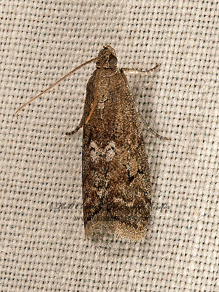 Canarsia ulmiarrosorella  PHYCITINI PYRALID MOTH 9050333z