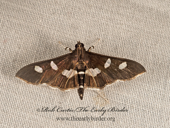 Desmia�funeralis�or�maculalis 9049989z