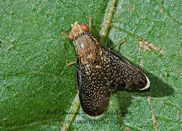 Eutreta caliptera FRUIT FLY 5000569z