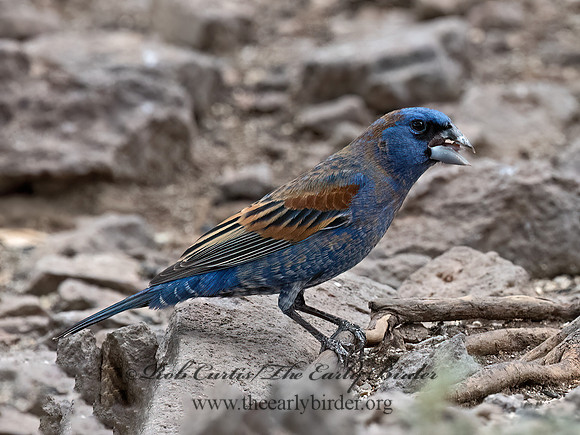 Guiraca caerulea  BLUE GROSBEAK 3037318z