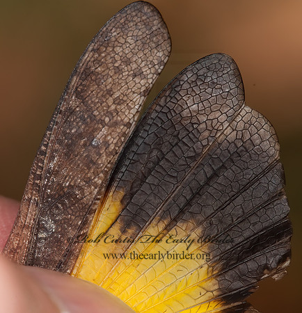 Arphia xanthoptera AUTUMN YELLOW-WINGED GRASSHOPPER 3010323z