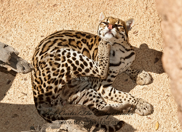 Leopardus pardalis  OCELOT  5005644z