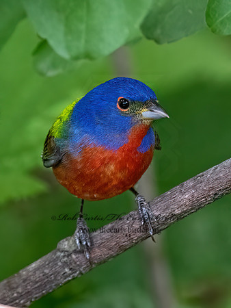 Passerina ciris  PAINTED BUNTING 3030587z