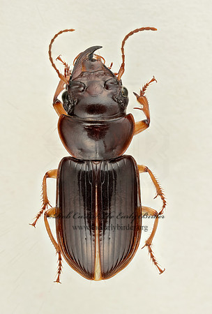 Polpochila erro  HARPALINI GROUND BEETLE 9018221 z