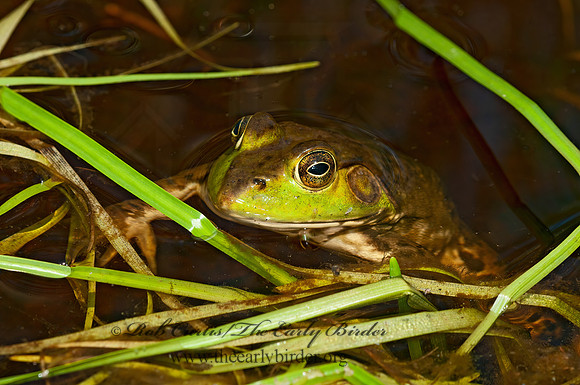 Lithobates catesbeianus  AMERICAN BULLFROG 3014210 z