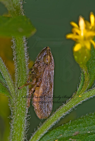 Philaenus spumarius  MEADOW SPITTLEBUG 6014890z