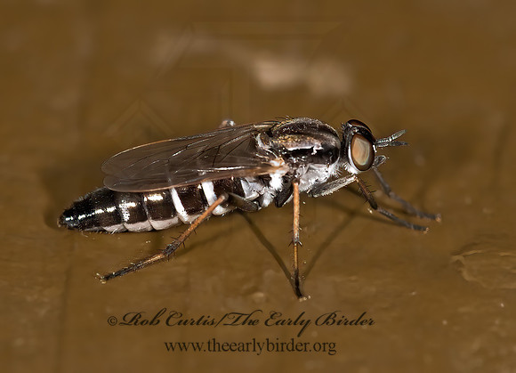 Ozodiceromyia notata,or argentata  STILETTO FLY 8015954z