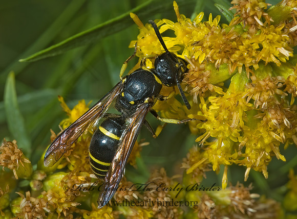 Ancistrocerus adiabatus 5000995z